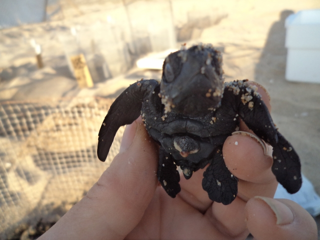  橄榄蠵龟的解放 