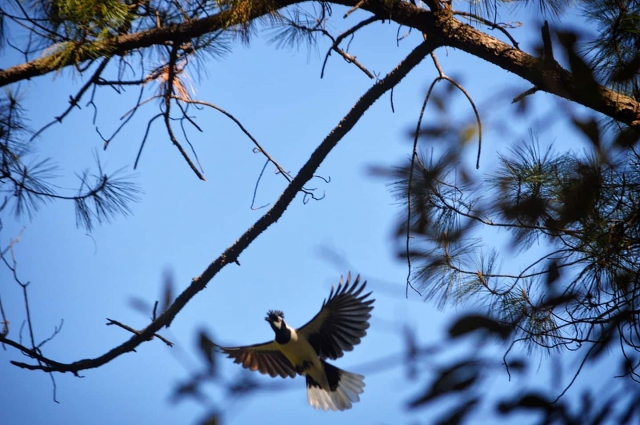  Wunderschöner Vogel
