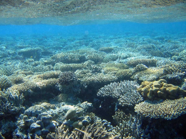  virgin reefs 