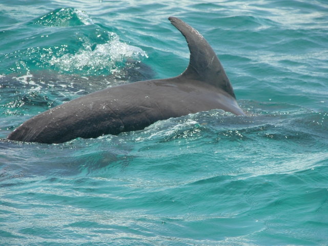  free dolphins in Ascension Bay 