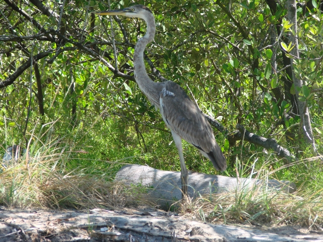  tiger egret in sian kaan 
