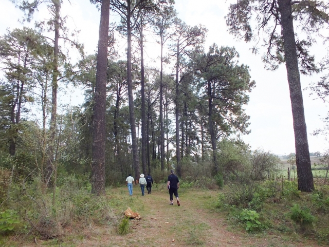  Outdoor walks 
