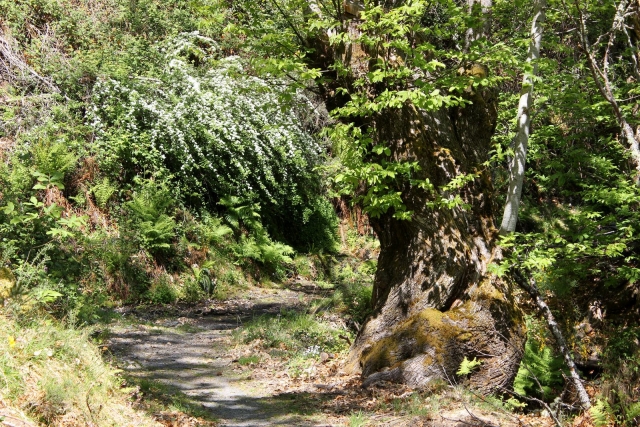  Promenade dans la jungle 