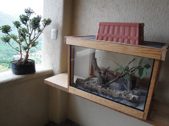  昆虫园 (Insectario) 