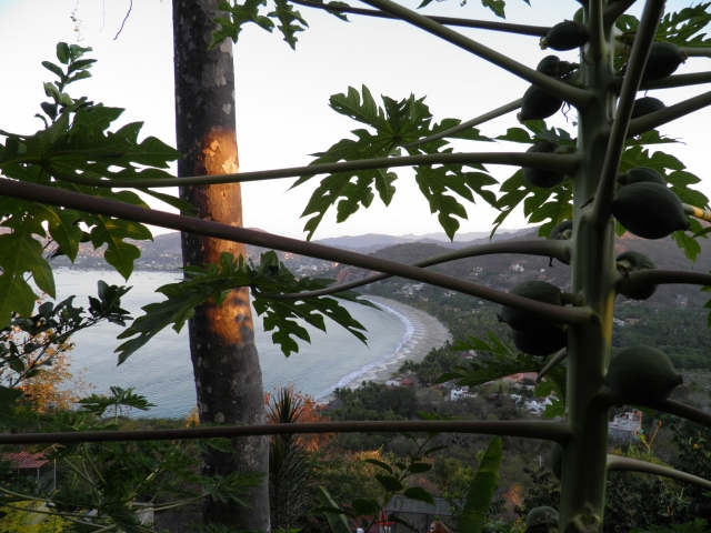  植物园景观 