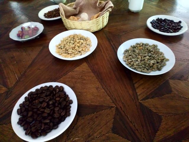  coffee in coatepec 