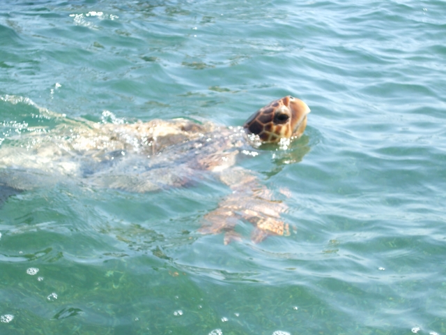  Tortues