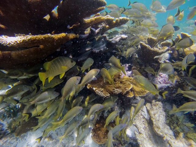  Have fun with the snorkel 