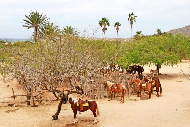  Cavalli diversi 