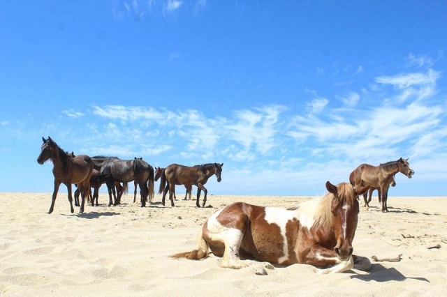  Passeggiate sulla spiaggia 