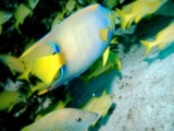  Diving Cozumel 