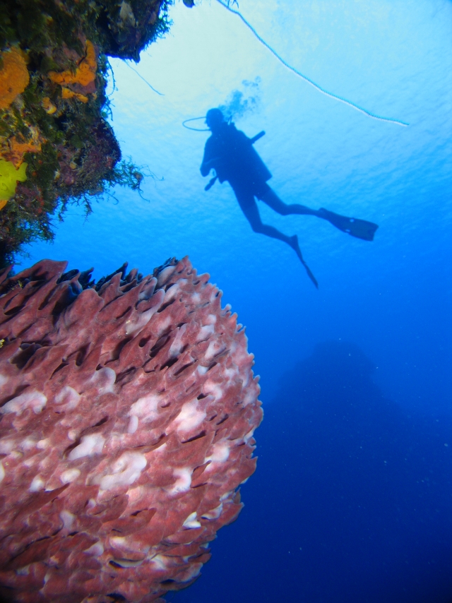  Coizumel Reefs 