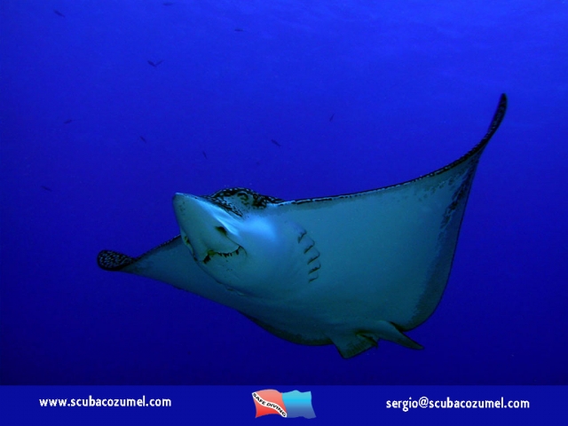  diving with Eagle Rays in winter 