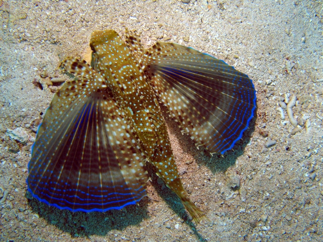  Flaying Gounard 
