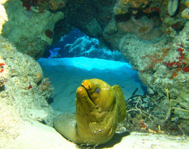  Green moray eel typical of Cozumel 