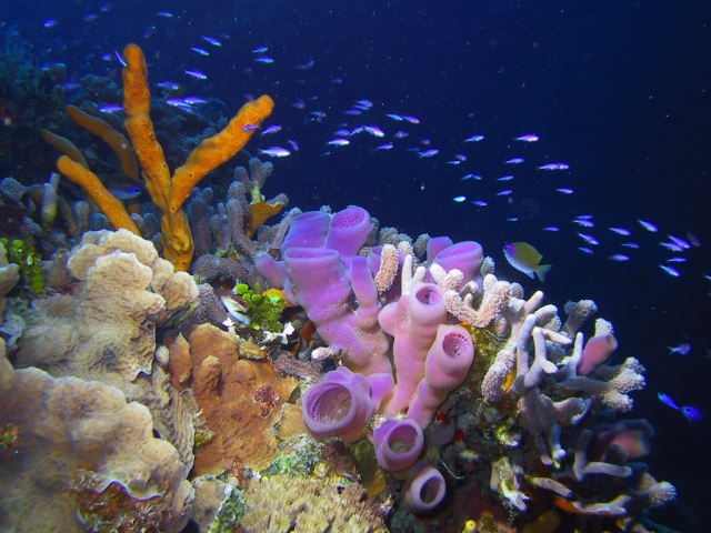  Cozumel Sponges and Corals 
