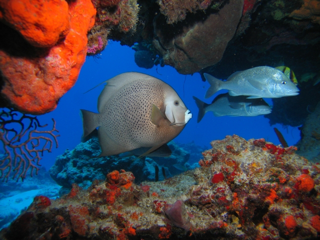  Gray angelfish typical of Cozumel 
