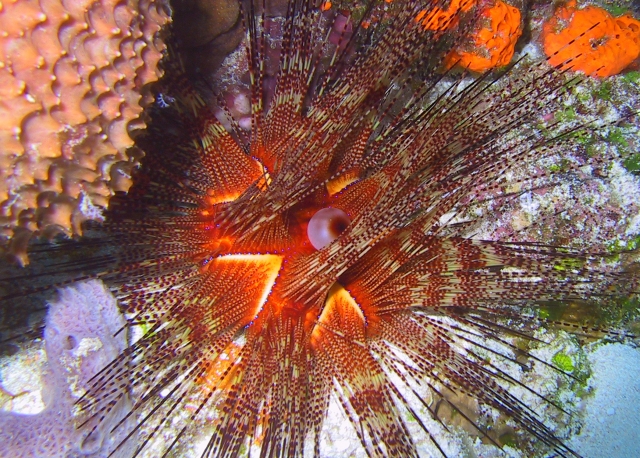  Caribbean Diadem Urchin 