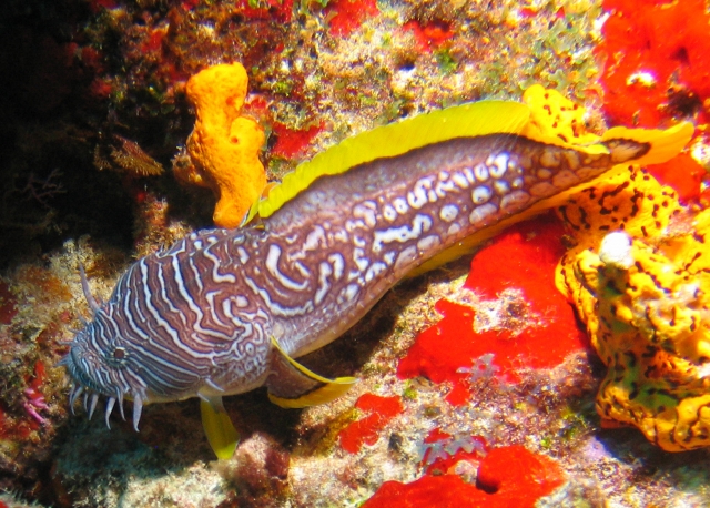  Endemic Splendid Toadfish 
