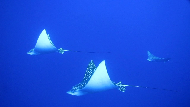  Dive with Aguila rays during the winter. 
