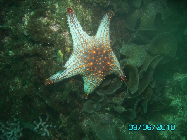  Starfish 