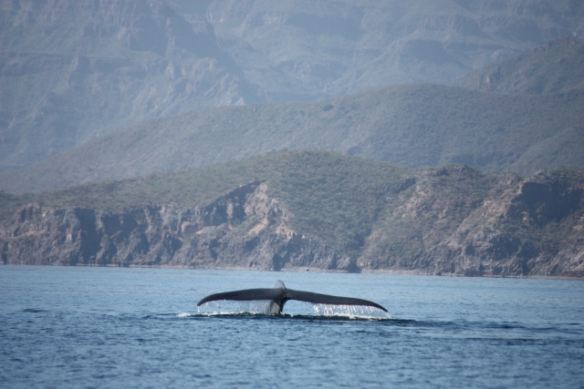  Meet the whale 