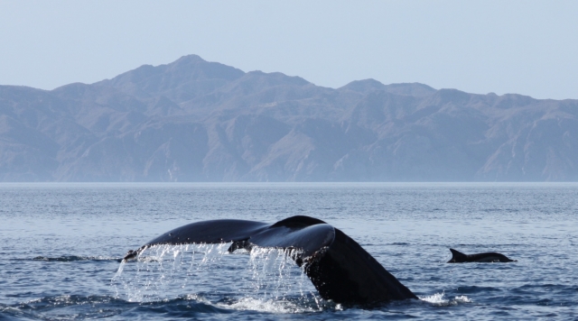  Get close to them and learn about the species 