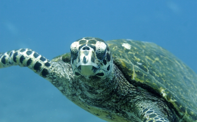  Sea turtles in Loreto