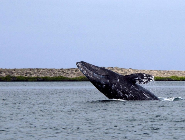  um espetáculo e tanto 