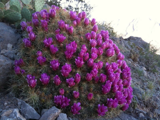  Vegetation