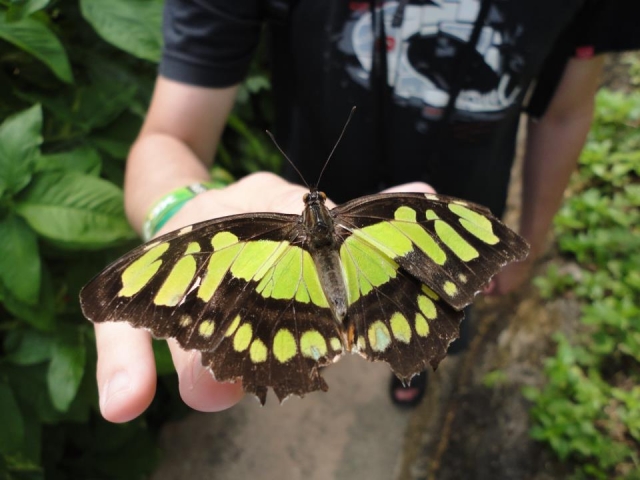  Butterfly garden 