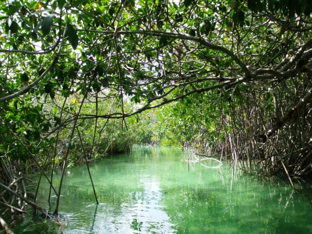  Mangroves 