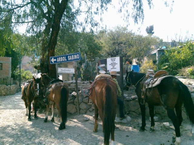 Elige tu caballo