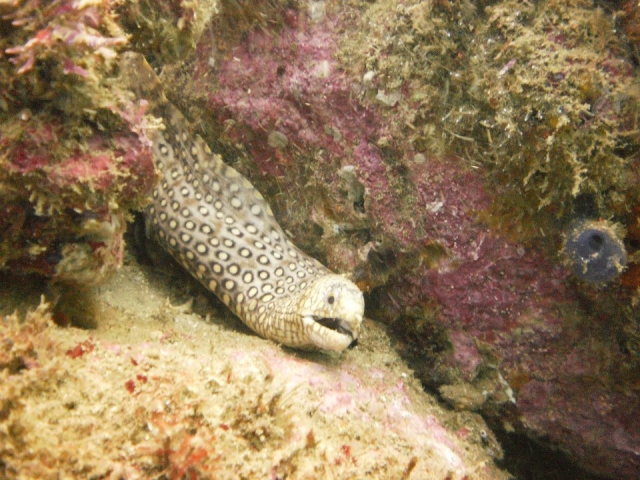  Morenas 
