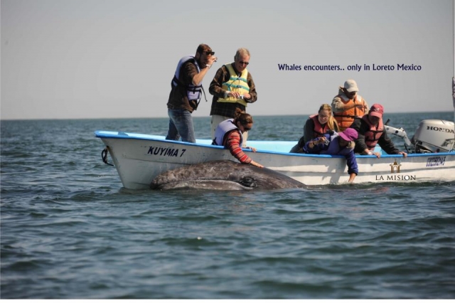  Whale Watching 
