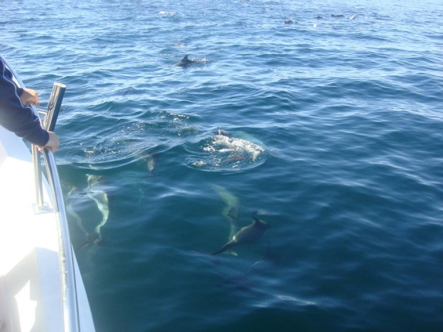  Dauphins 