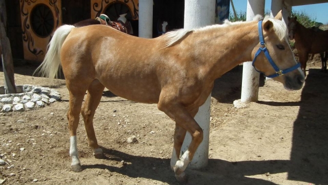  Stables 
