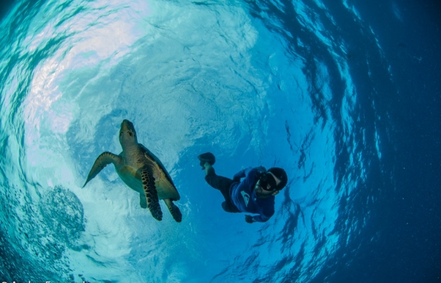  与海龟一起下潜 