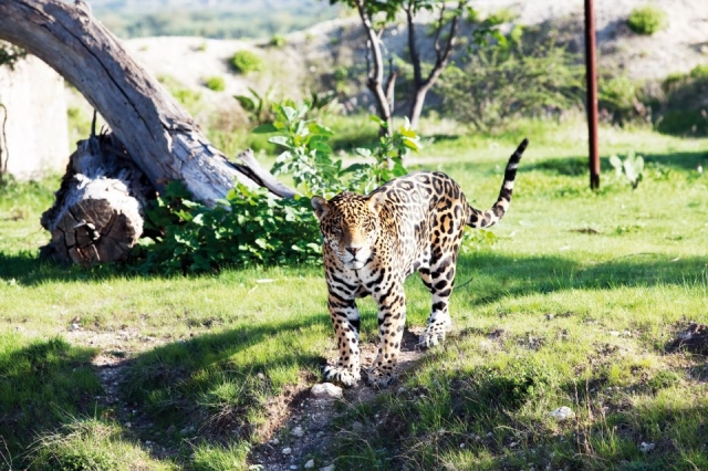 Leopardo