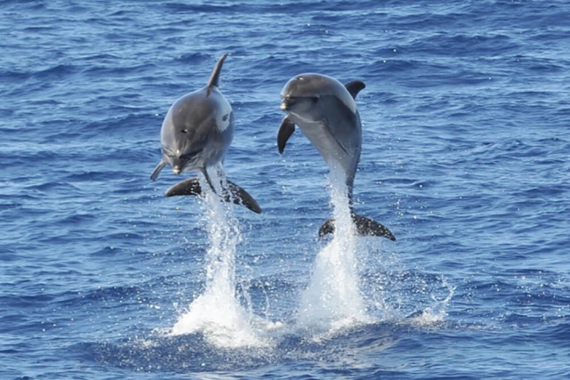  dauphins 