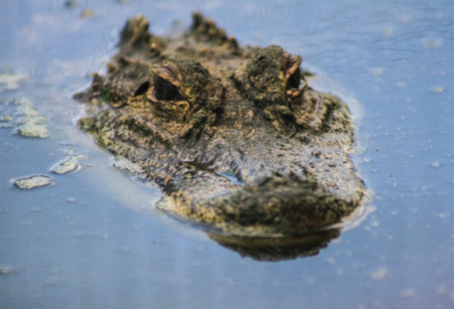  crocodilos 