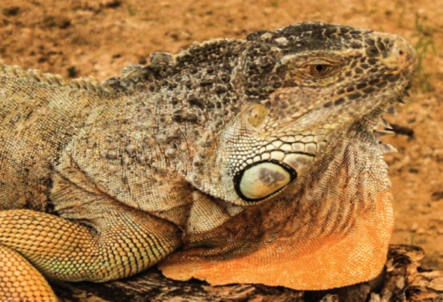  répteis curiosos 