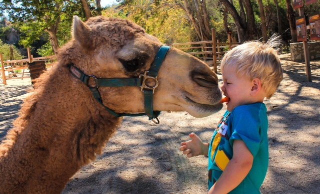 Dale un beso a nuestros camellos