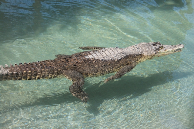 Cocodrilo
