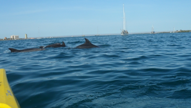  dolphins from the kayak 