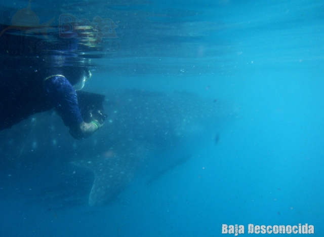  snorkel with whale shark 