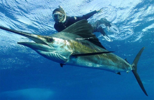  Snorkeling with Sailfish 