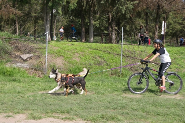  Bikejöring, eine der beliebtesten Modalitäten 