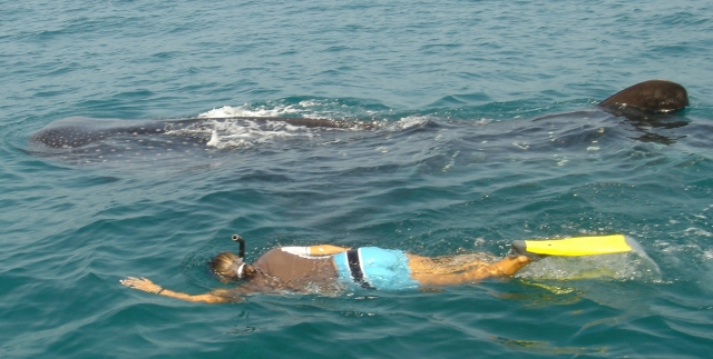  Snorkeling con lo squalo balena 