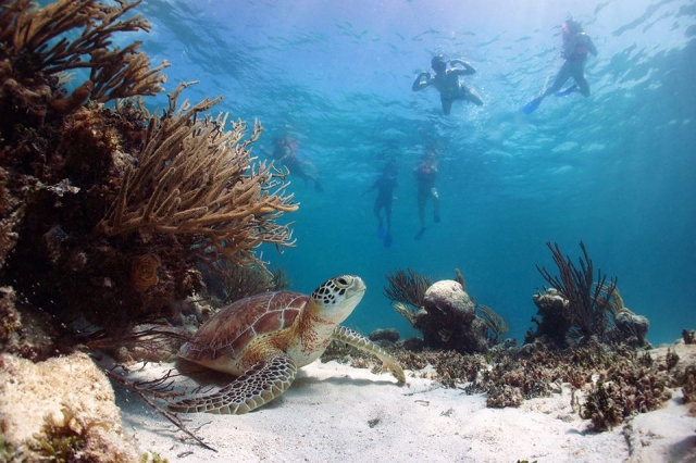  snorkeling and marine life